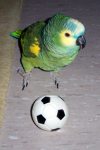 Hugo spielt Fussball
